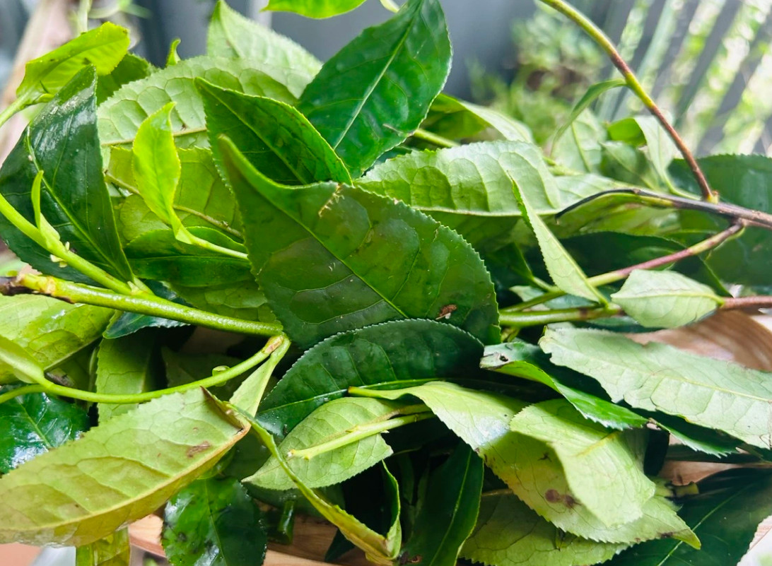 Green Tea Plant – Camellia sinensis 4 to 6 inch Tall- Starter Plant