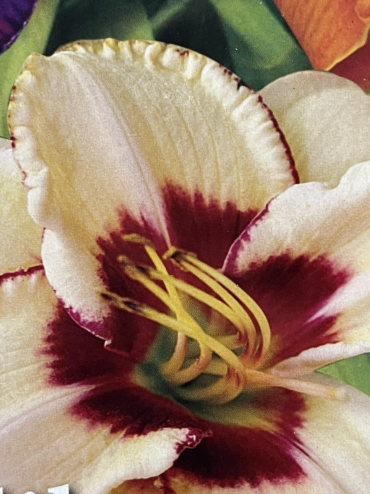Assorted Colors Daylily (1) Plant Shade Tolerant Perennial