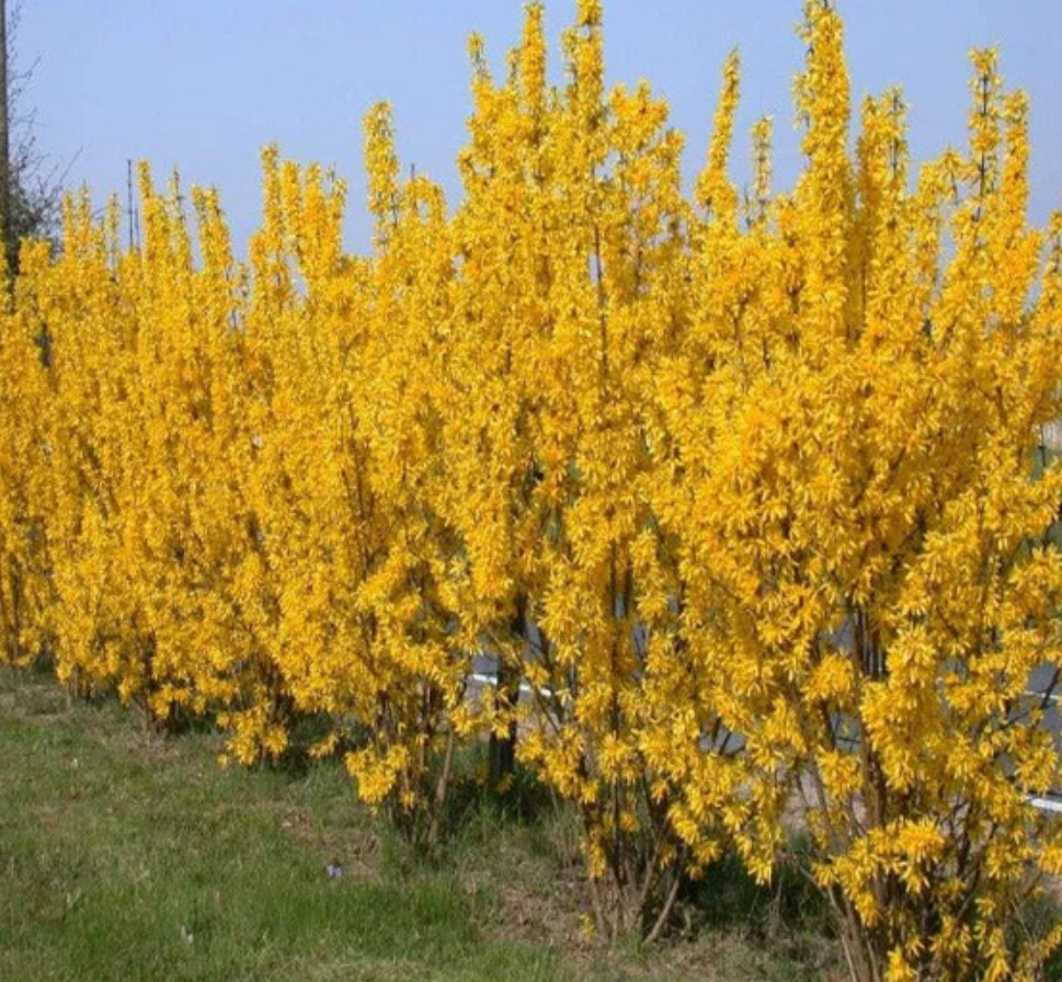 Lynwood Gold Forsythia Plant – Quart Pot – AK:Bareroot Oct–May –No Ship PR/HI/CA
