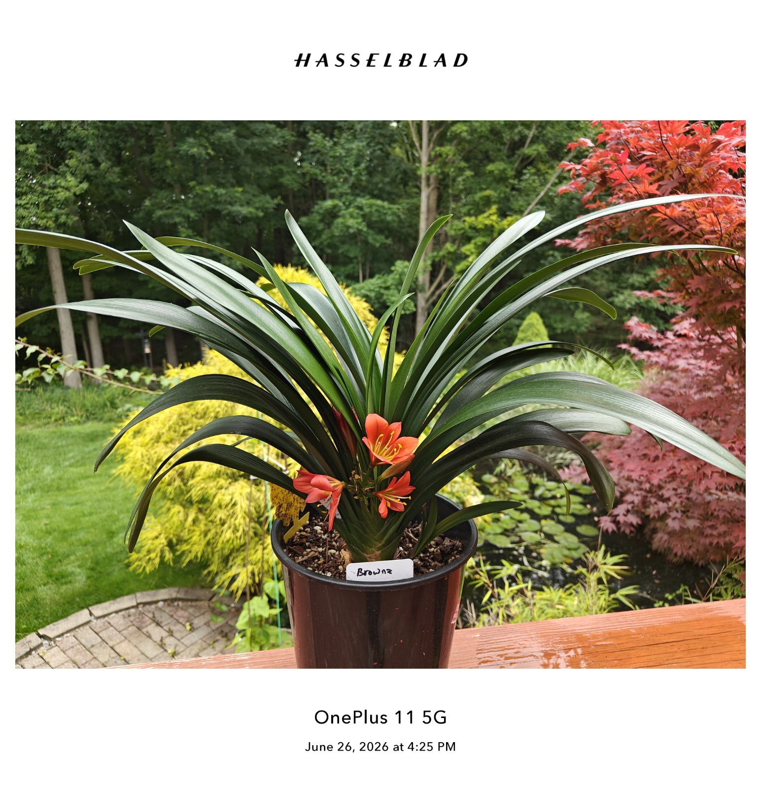 One Adult Brownz Flower Clivia Plant, First Year Blooming.