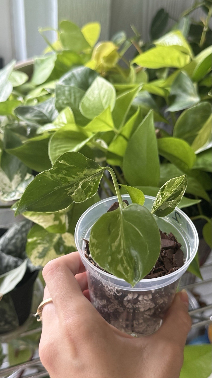 Monstera Bulbasaur