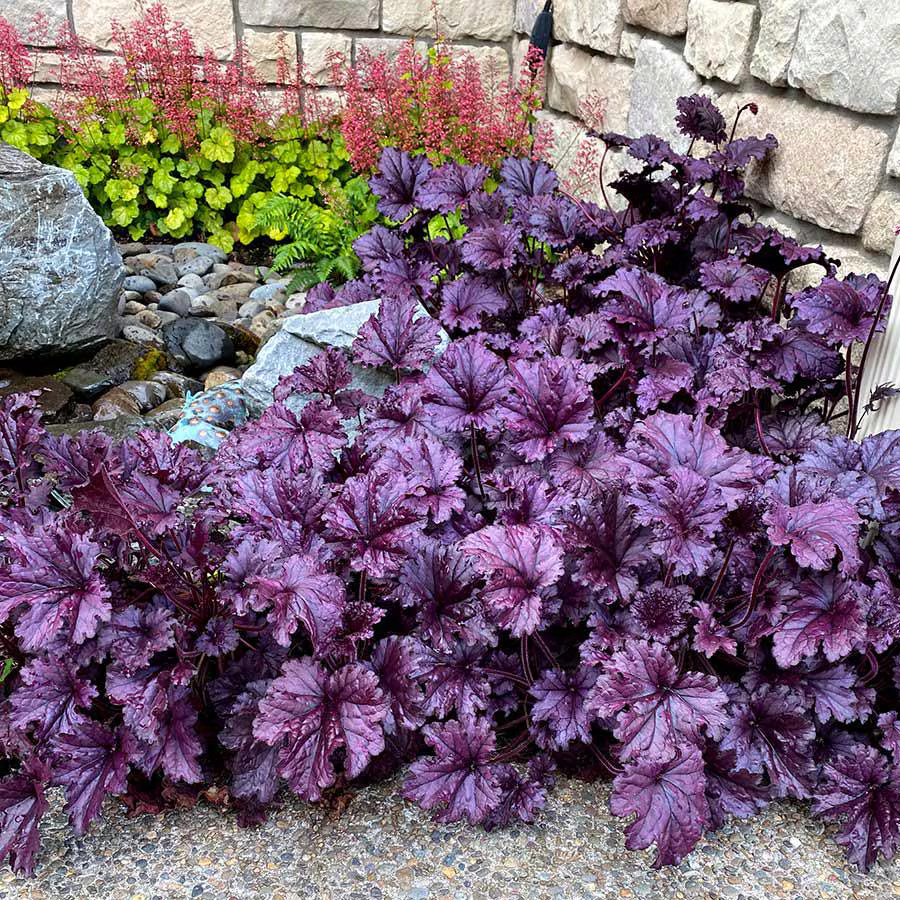3 Forever Purple Heuchera, 3 pots, one plant per 3.5 inch pot