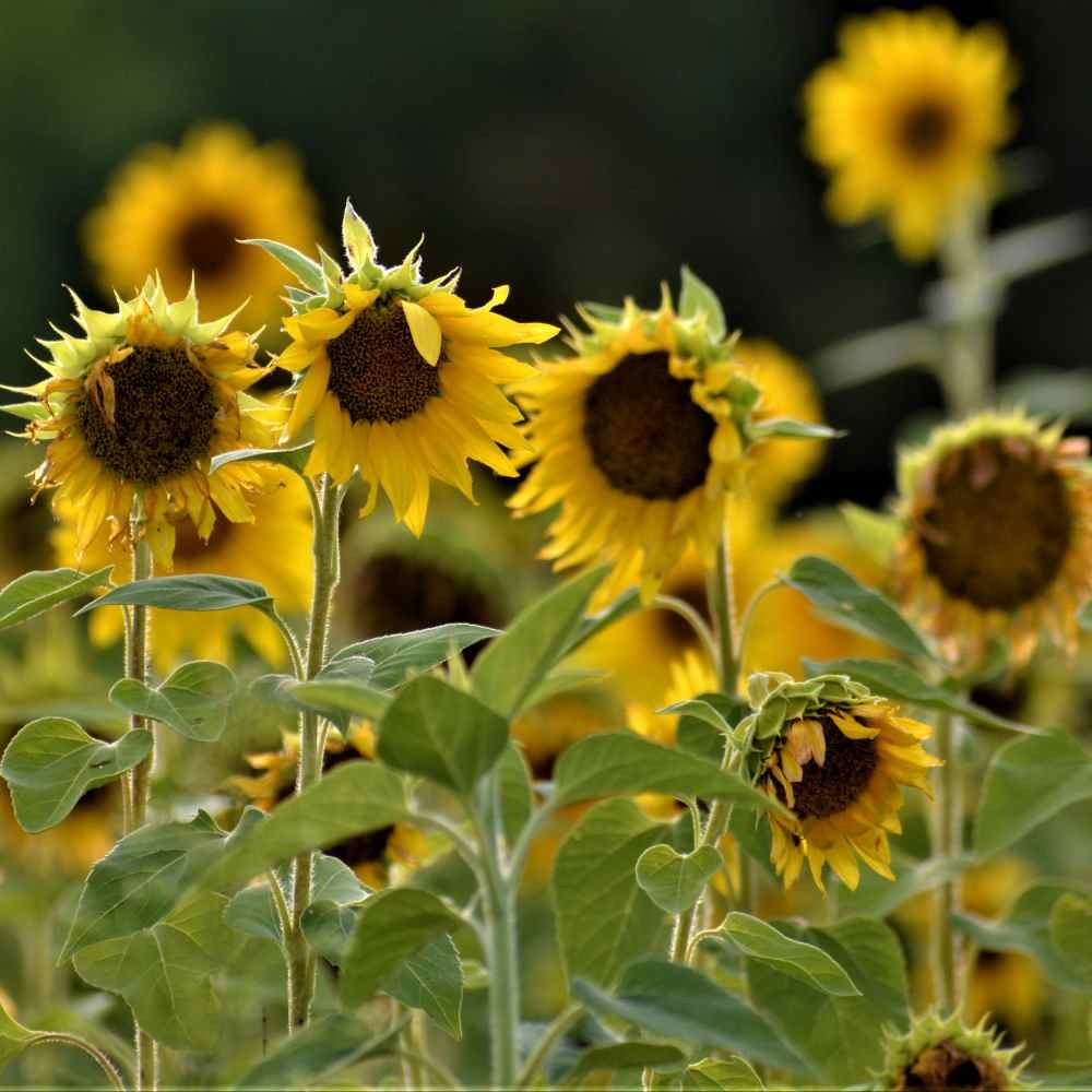 1000 Seeds Wild Sunflower Seed For Planting Outdoors – Helianthus Annuus