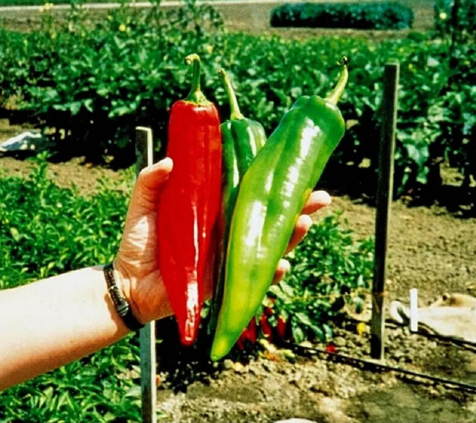 75ct Heirloom NuMex BIG Jim Hatch Chili Pepper Seeds HUGE Foot Long Mild Peppers