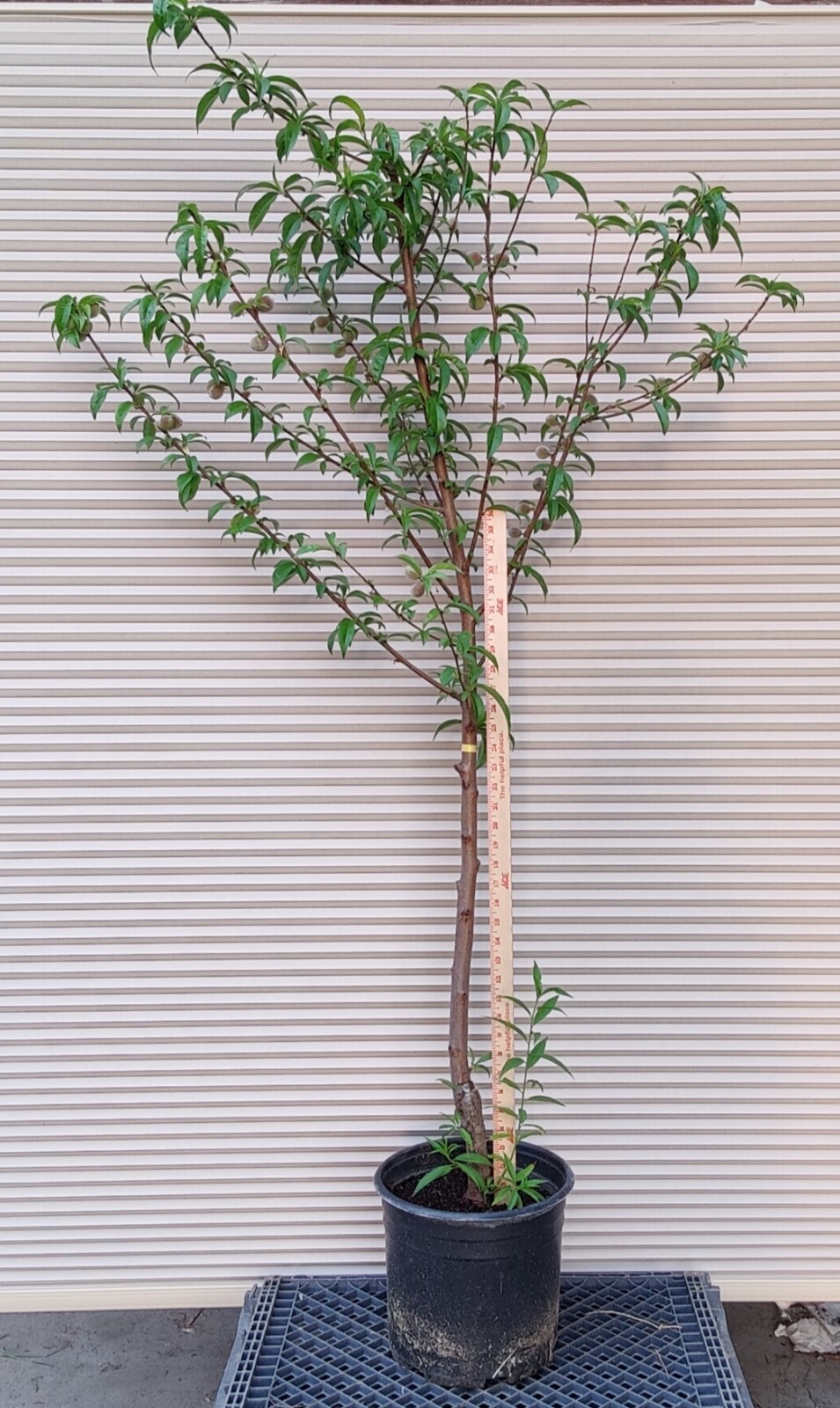 1 (One) Live “YELLOW DONUT PEACH” plant rooted about 36-40″ tall.