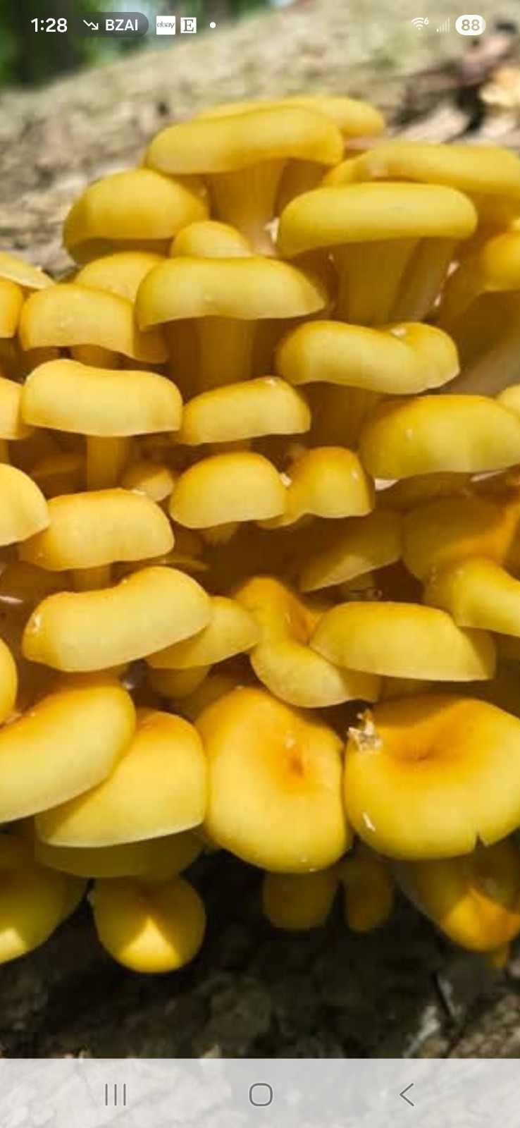 Ultimate 10 Mushroom Liquid Culture Variety Pack