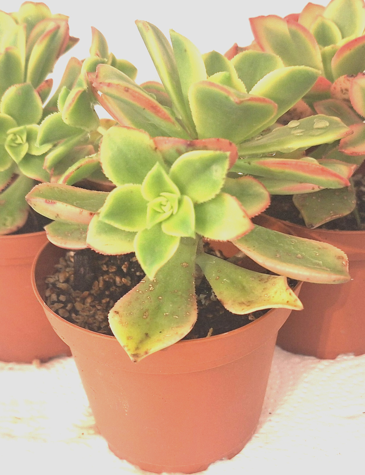 Succulent Aeonium ‘Kiwi’ , 4 – 6″ Cutting Cluster
