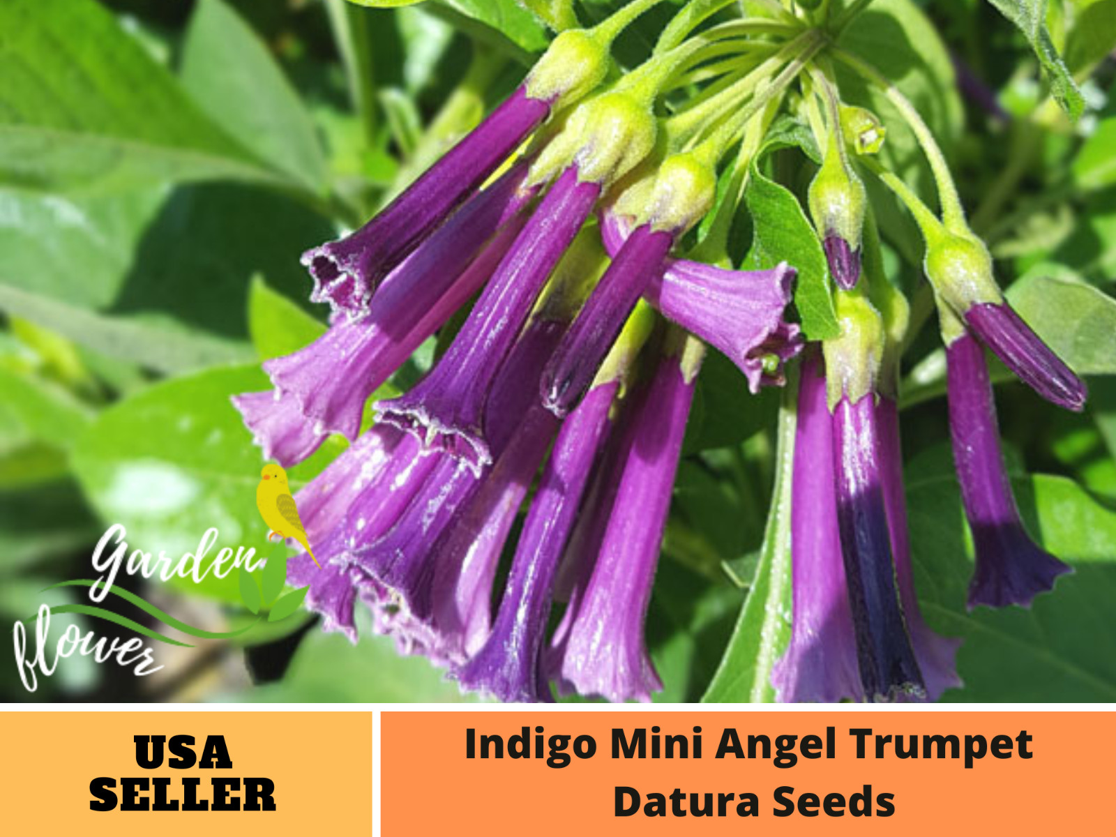 25 Seeds| Indigo Mini Angel Datura FlowerSeeds #G004