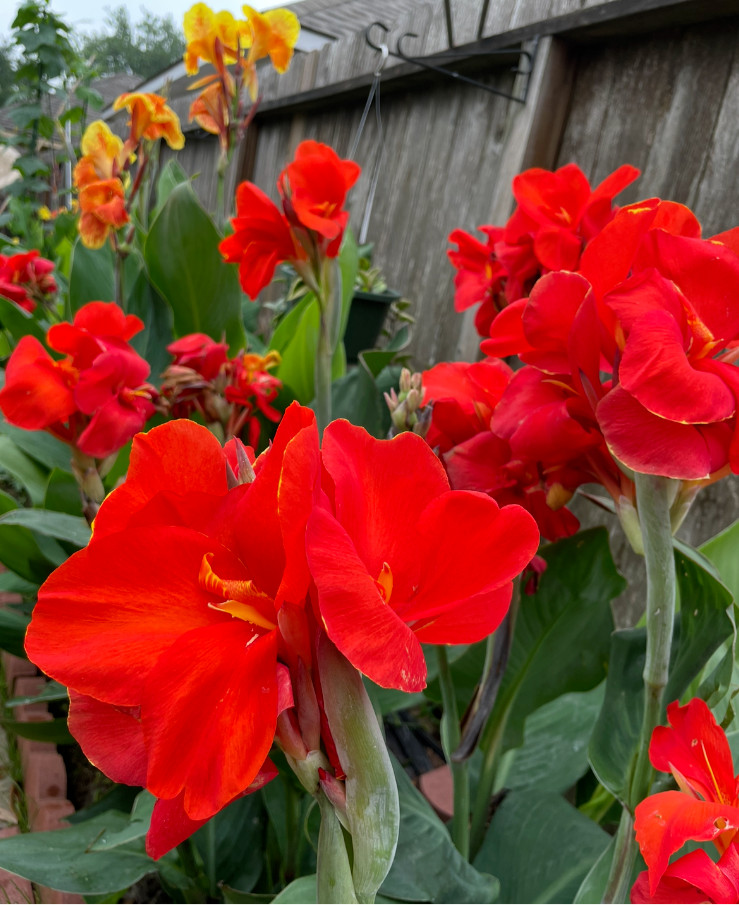 Three Healthy Bulbs CANNA LILY Indian Shot ( Red Rhizomes) bare rooted
