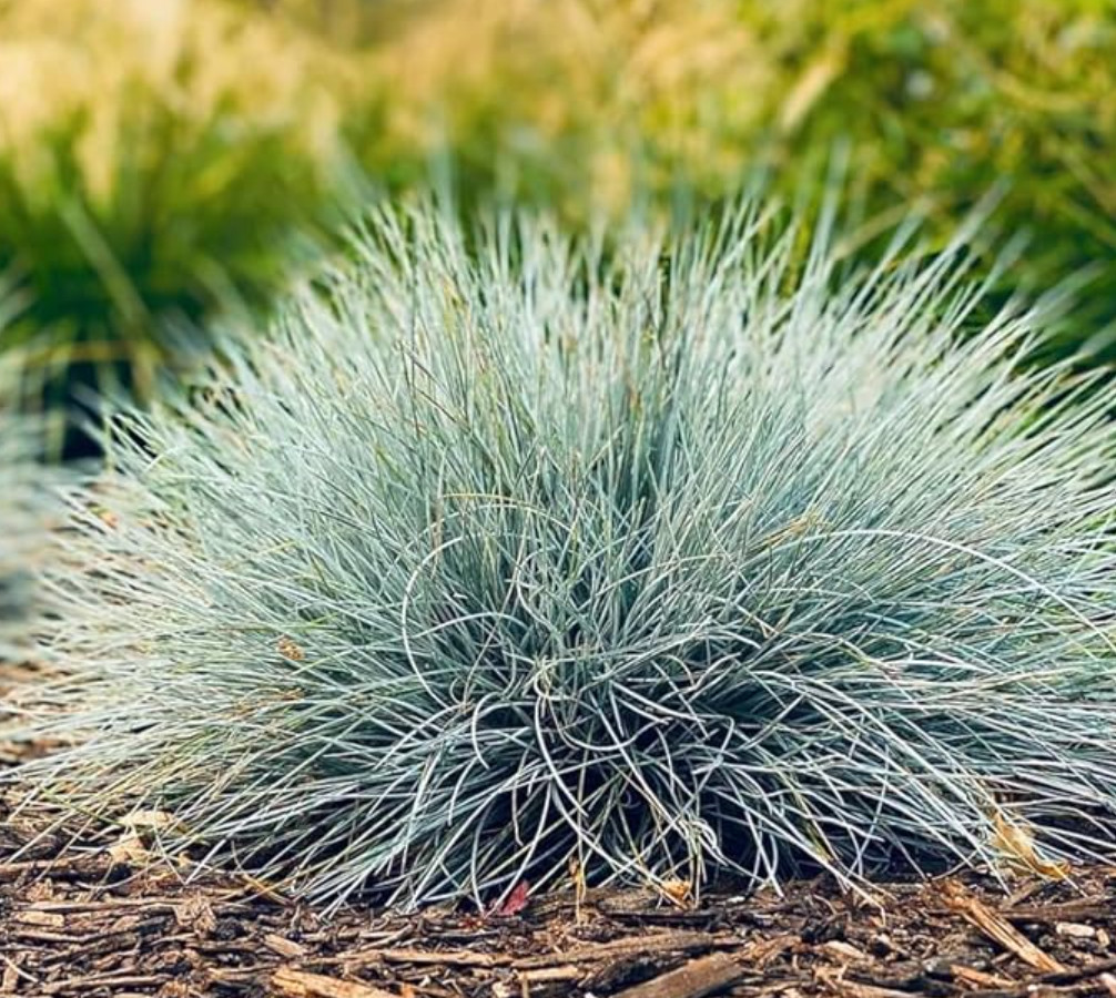 Set of 2 Live Blue Fescue Grass Plants – 5-8″ Tall in 4″ Pots – Festuca glauca