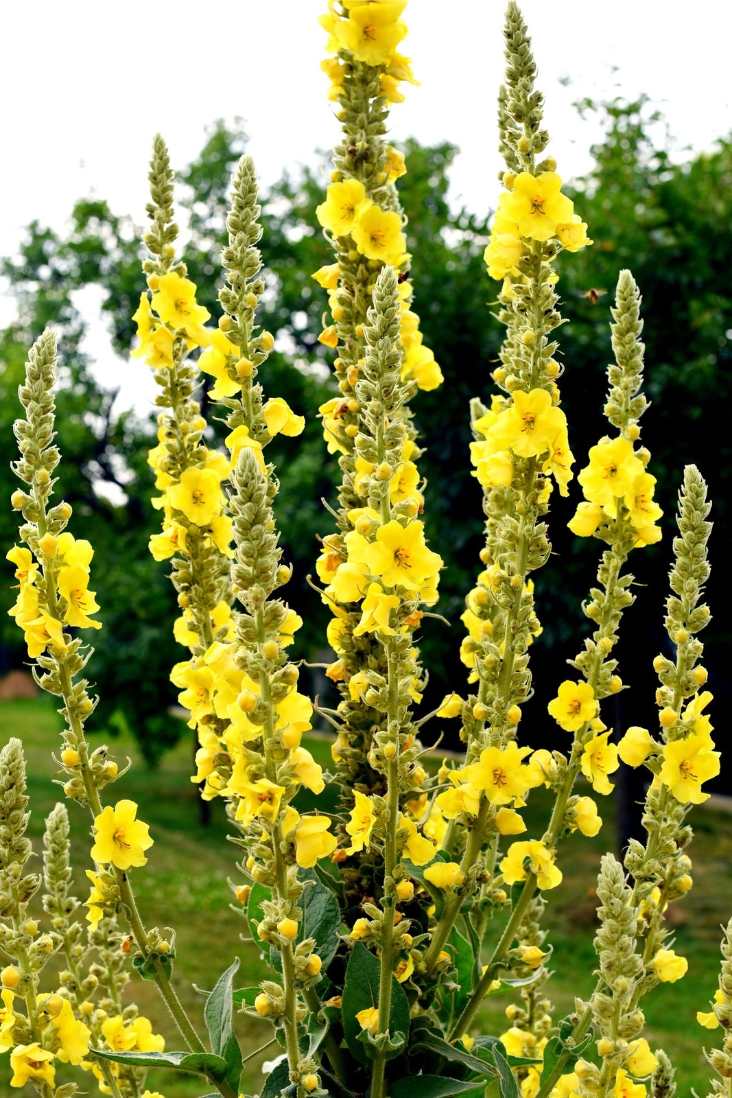 Great Mullein (Verbascum thapsus) – 50 Seeds Heirloom- Non GMO – Open Pollinated