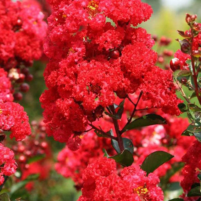 3 Red Crape Myrtle 12-18″ Tall Starter Shrub Bare Root