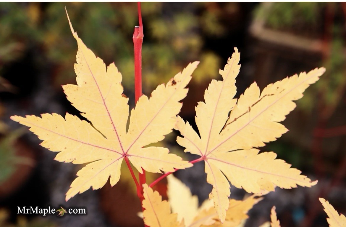 6-12″ tall Acer palmatum ‘Winter Red’ Coral Bark Japanese Maple 1 year old
