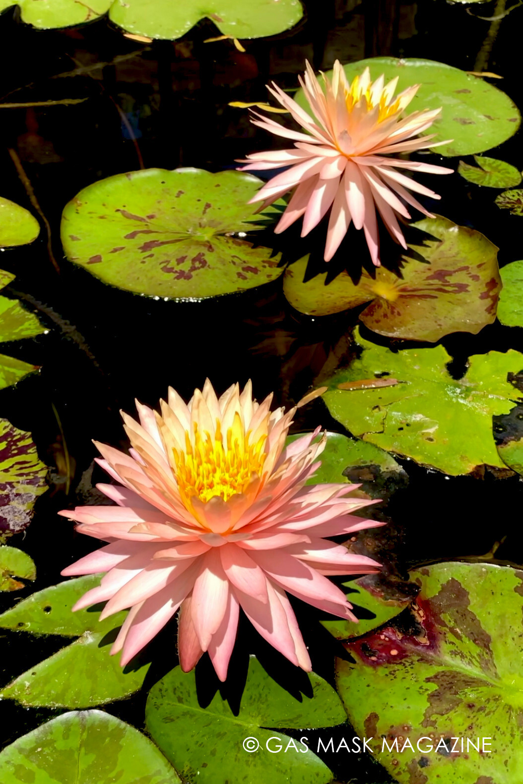 RARE! Light Pink, Sun Spark, Hardy Water Lily Tuber (Live Plant)