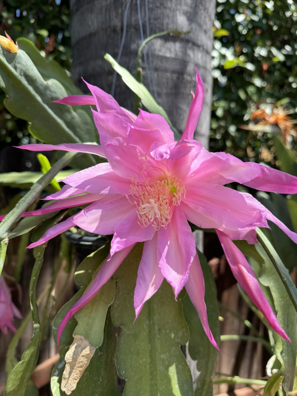 1 Unrooted Monastery Garden Epiphyllum Orchid Cactus Cutting, 7-10 in. long