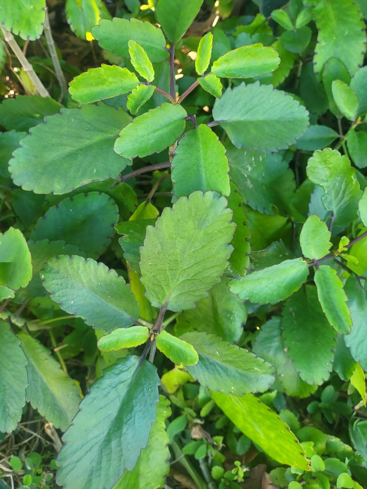 leaf of life plant-Miracle leaf- leaves/Plants/Flowers