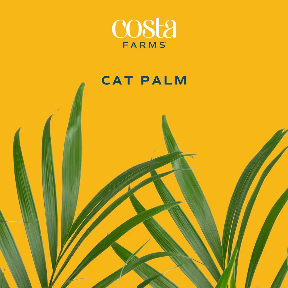 Cateracterum Indoor Palm (Cat Palm) Plant in 10In. White Decor Pot, Avg. Shippin