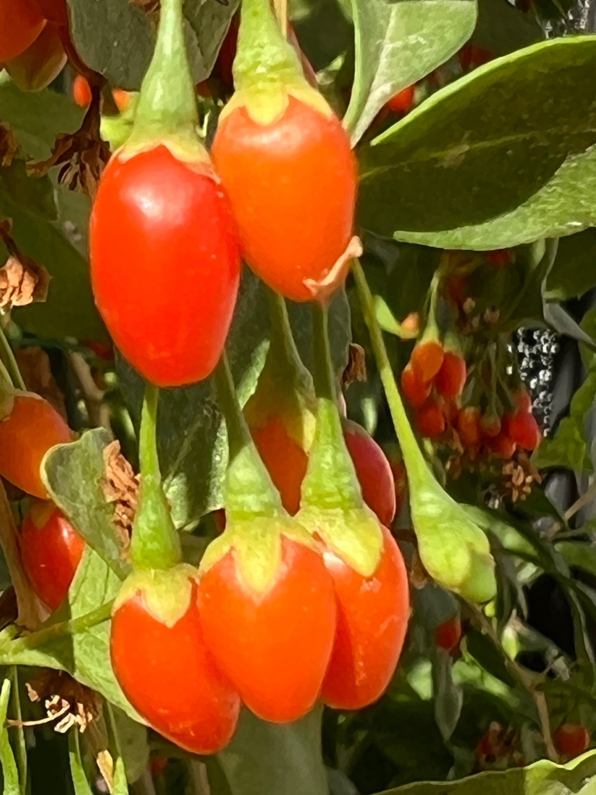 RARE Mixed GOJI Berry Plants – Red, Yellow, Pink, Black – Superfood Fruit