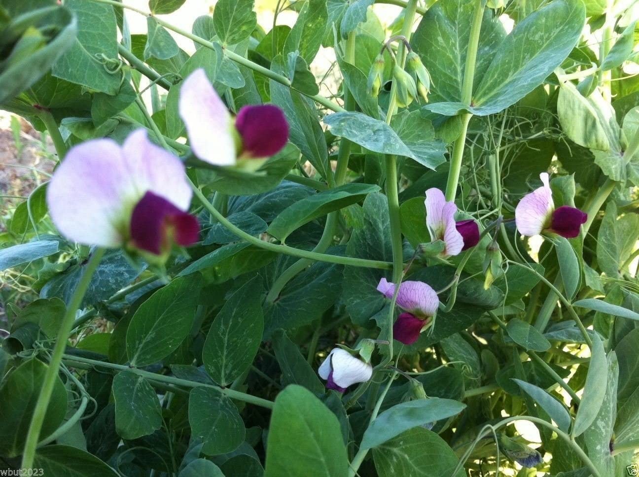 Austrian Winter Shelling Pea Seeds | Sweet English Peas Shoots Vegetable 2024