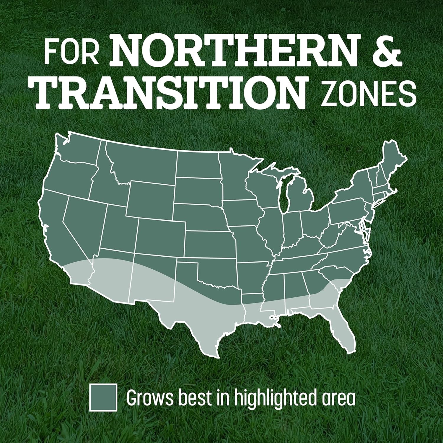 Fast Growing Fescue Grass Seeds – Thick & Drought-Resistant