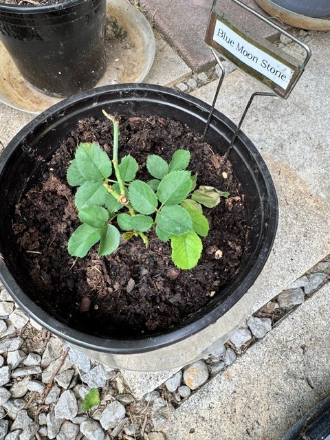 Japanese Rose ‘Blue Moon Stone’ Own Root Live Plant