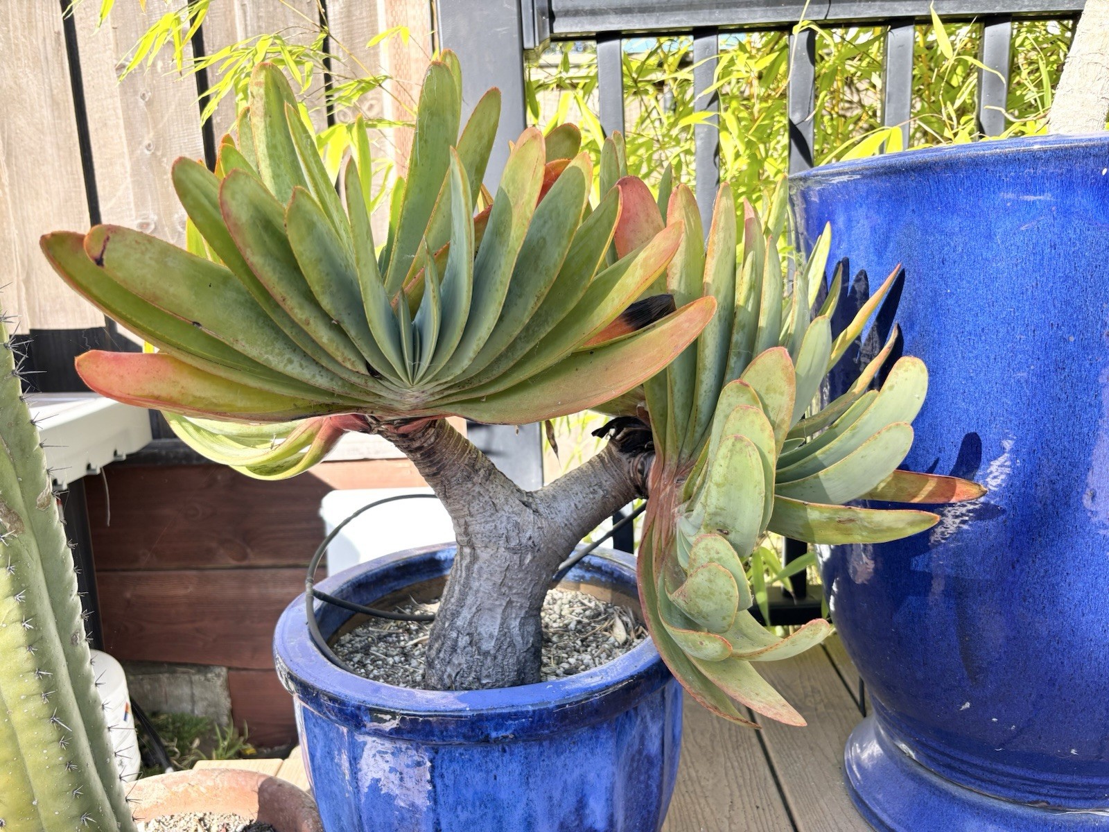 Live Plant Fan Aloe Plicatilis – 8” Grow Pot -Ships Bare Root