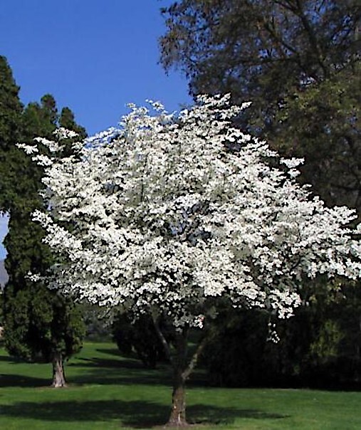 White American Flowering Dogwood Tree Seeds (Cornus florida) Fall Color, Hardy-5