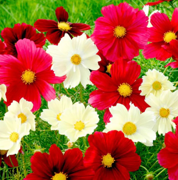 Cosmos RUBIES SUNSHINE Red+ Flowers Pollinators Butterflies Non-GMO 100 Seeds!