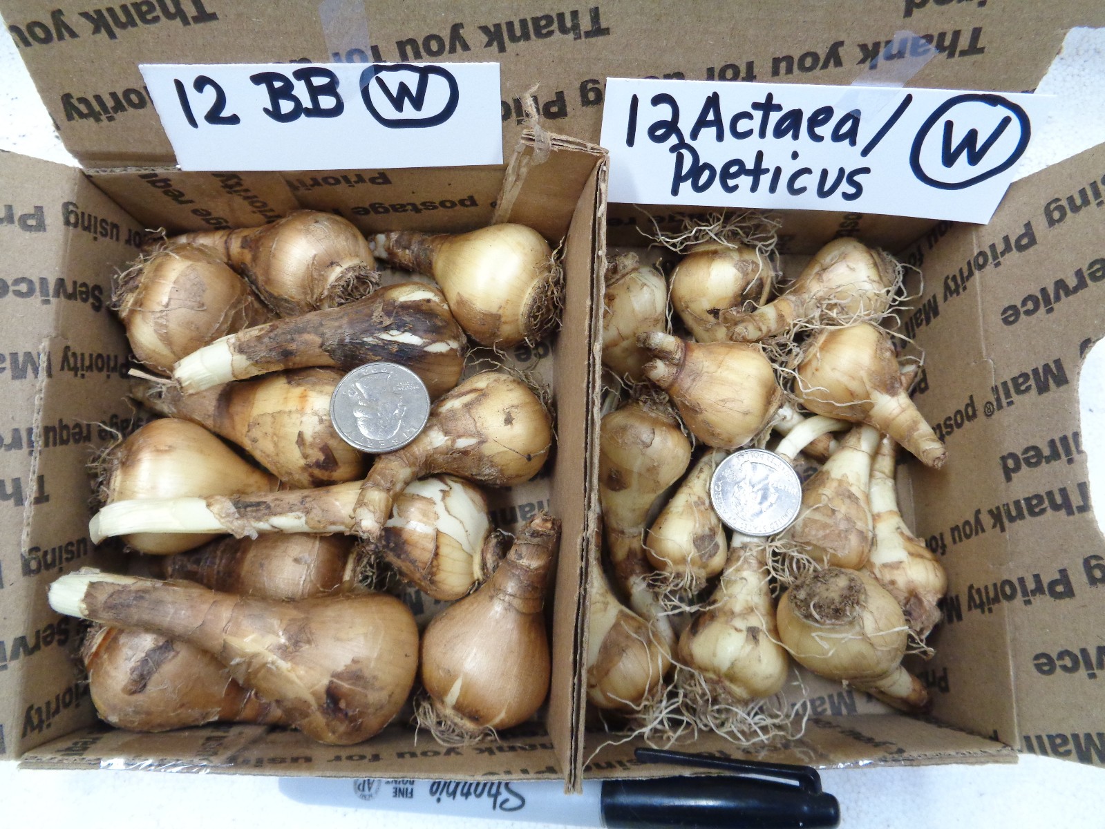 24 DAFFODIL BULBS 2 KINDS white orange Narcissus Poeticus FromMyGarden~*PlsREAD