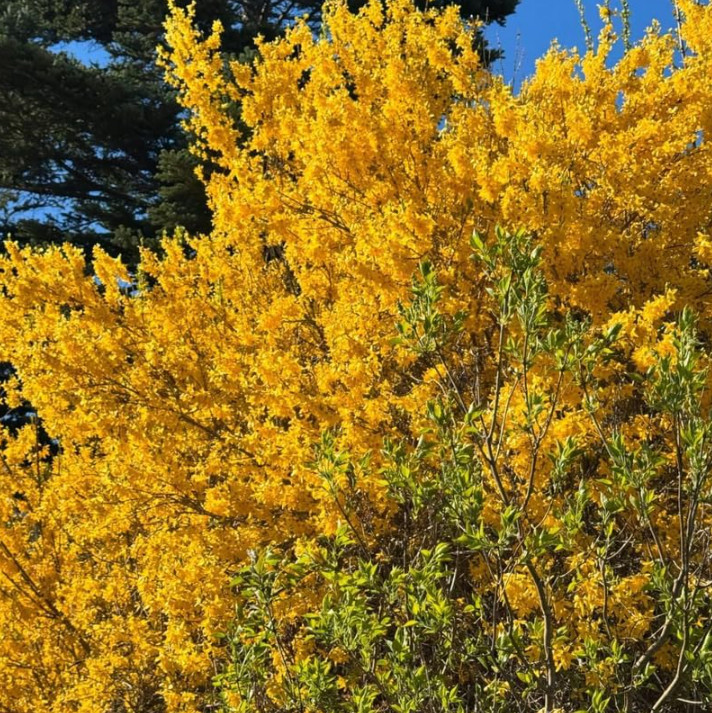 2 Live Lynwood Gold Forsythia Plants – 6–12” Tall – 4” Pot – Flowering Shrub