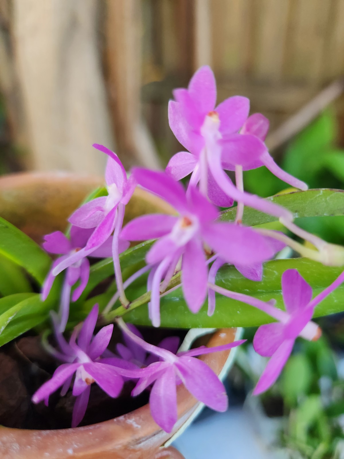 Ascofinetia Cherry Blossom Fragrant Mini Vanda Orchid Plant Blooming Size Pink