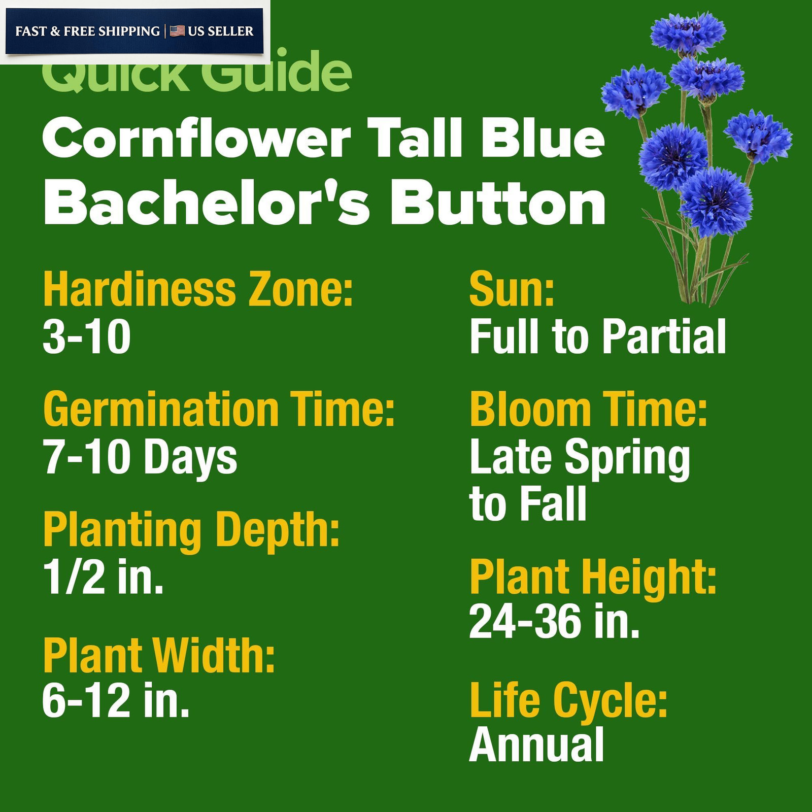 HOME GROWN Bachelor Button Seeds Tall Blue – 6000 Cornflower, 1-Pack,