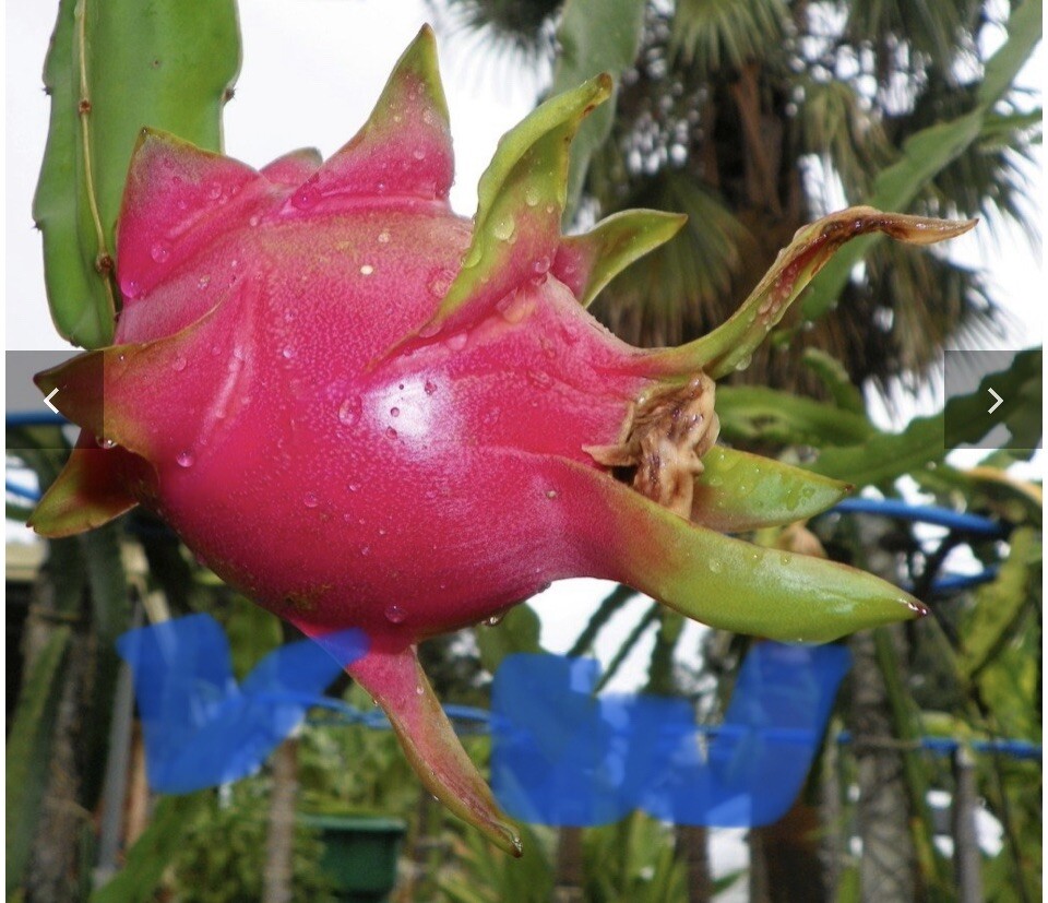 5 Rare DRAGON FRUIT CUTTING 8-12 Inches Check Description