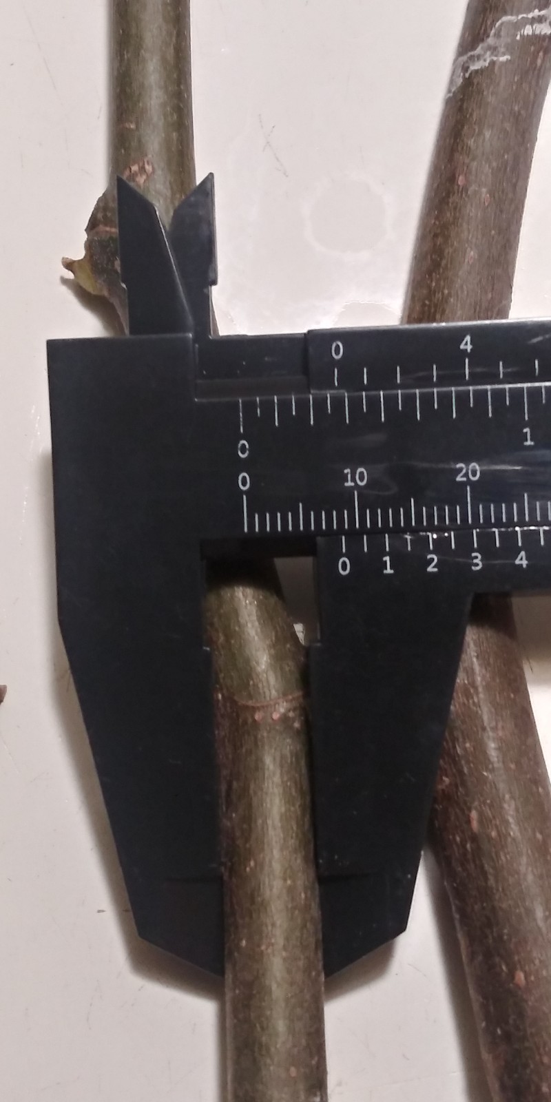 WHITE MADEIRA FIG Cuttings -Unrooted Bundle of 3