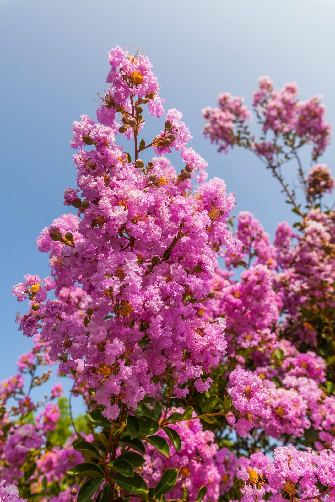 50 MIXED COLORS CREPE MYRTLE Lagerstroemia Indica Tree Shrub Flower Seeds