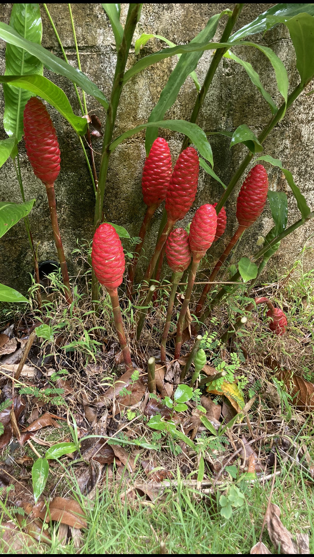 Awapuhi Shampoo Ginger plant Zingiber zerumbet #3