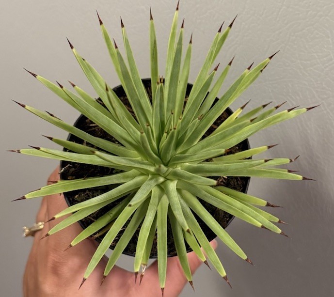 Agave stricta