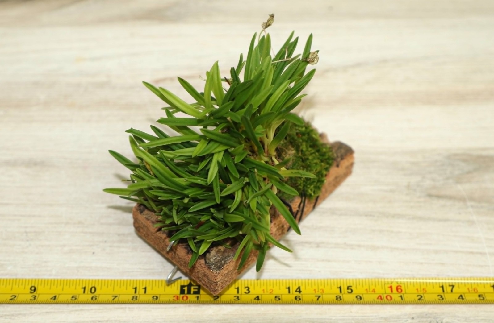 MASDEVALLIA / DIODONOPSIS ERINACEA MINIATURE ORCHID XXL MOUNTED