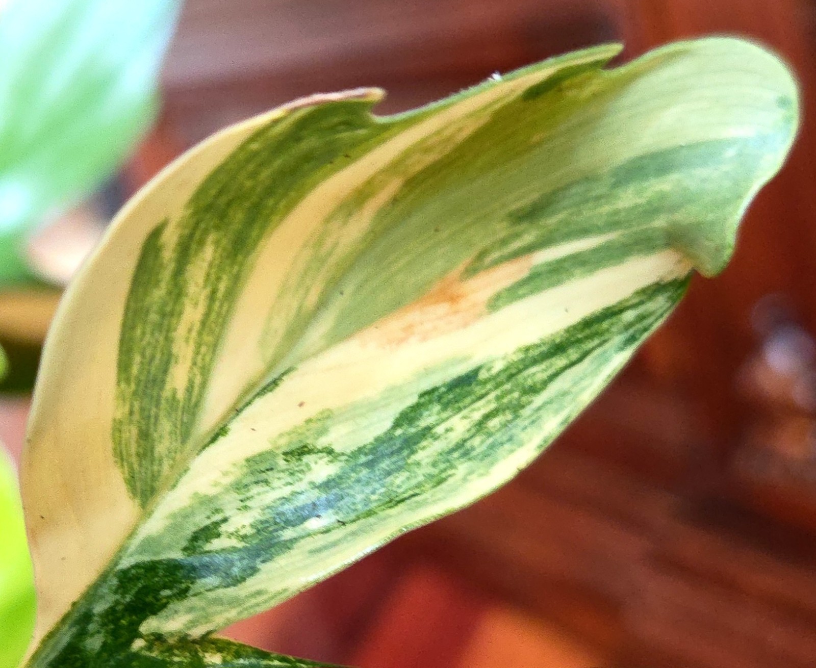 Rare Philodendron Variegated Pedatum 12″ Tall Not Monstera Anthurium Aroid