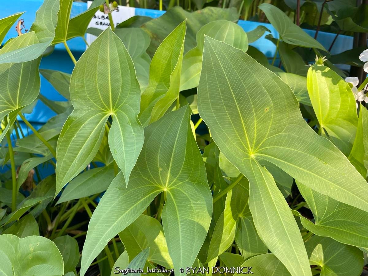 BULK SEEDS!…Sagittaria latifolia…Arrowhead Water Plant…QTY/bag=250