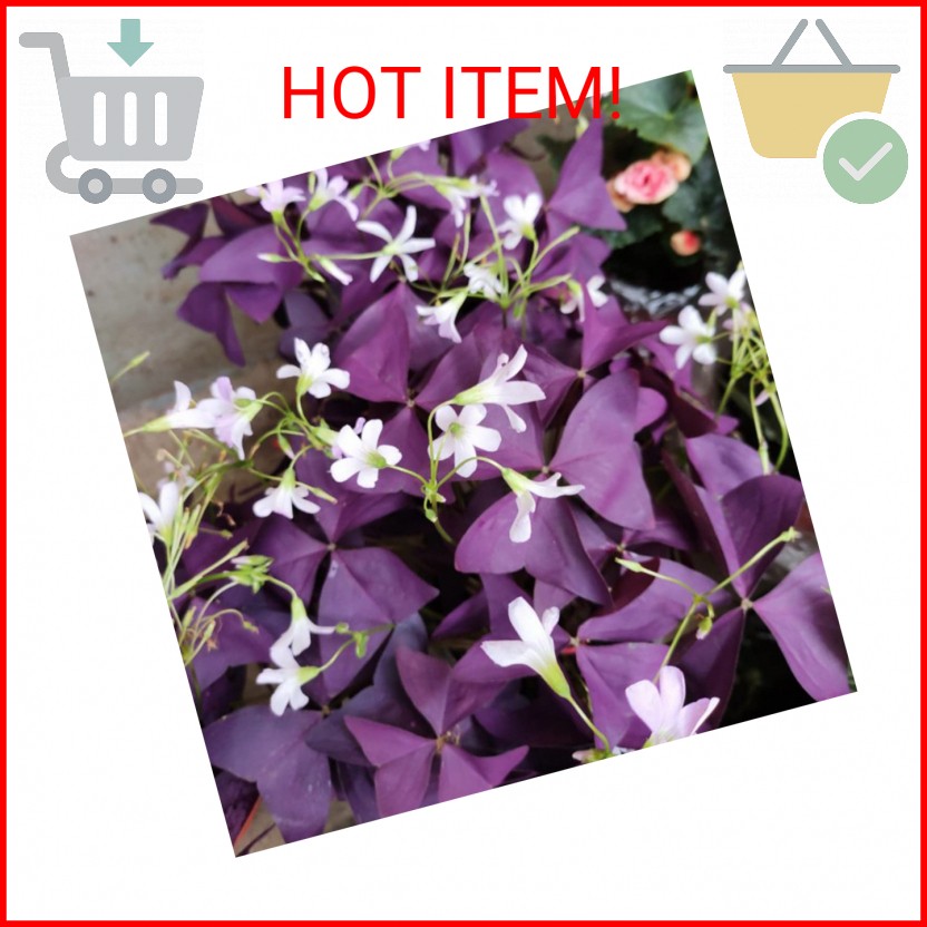 12PCS Purple Shamrocks Bulbs Good Luck Plant Purple Oxalis Bulbs for Planting Gr