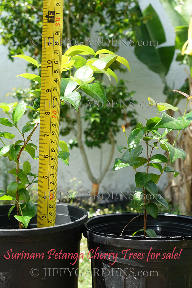 Pitanga Surinam Cherry – TWO TREES!! SPECIAL PRICE! DARK Crimson Live 8″-12″ USA