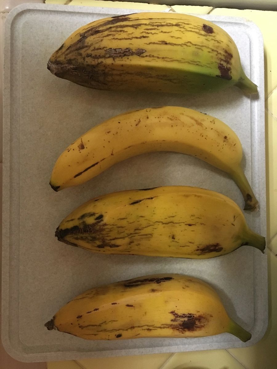 Banana Plant, Orinoco Banana, ‘Musa accuminata’