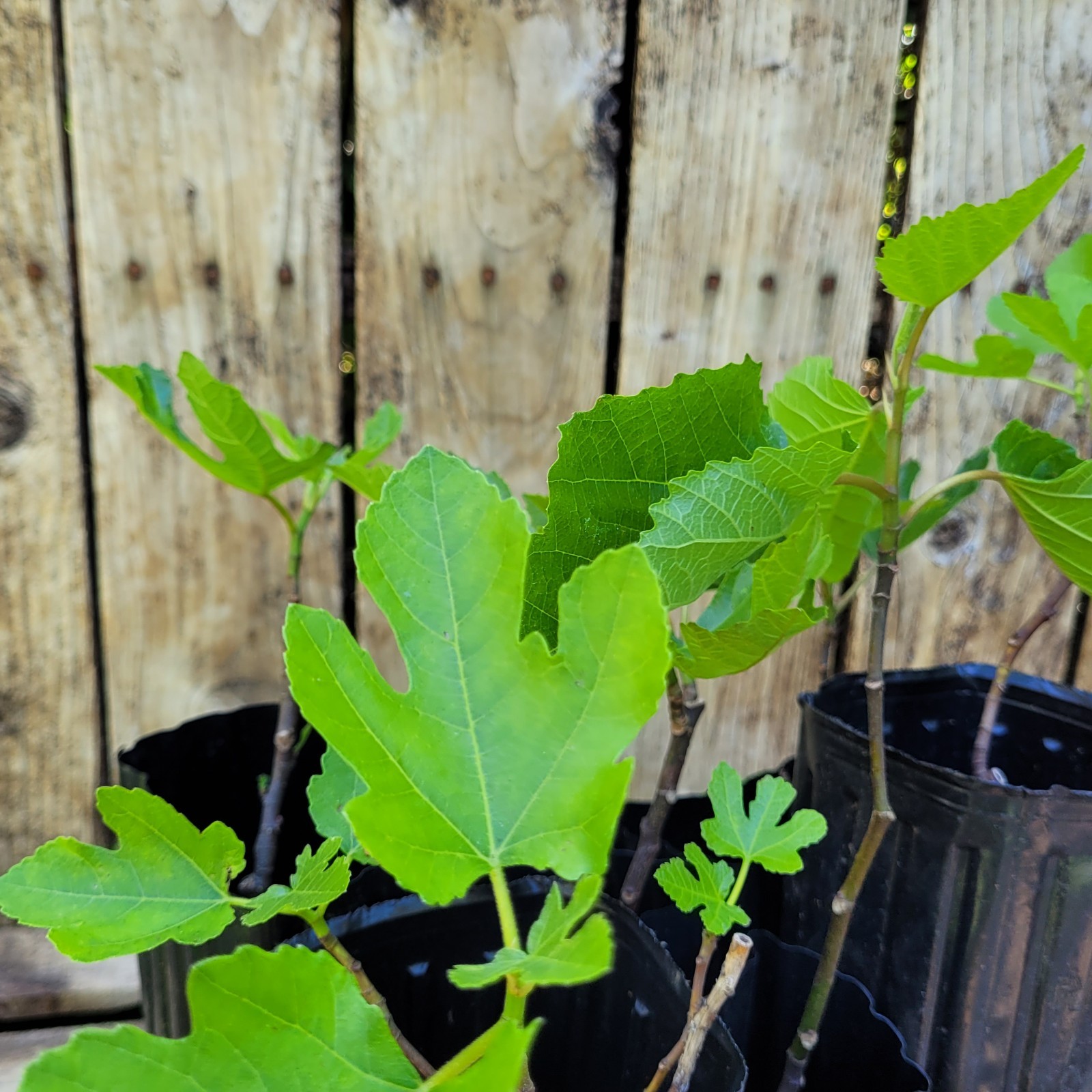 Unknown Variety Fig 8″-12″ Live Healthy Plant Bare-Root