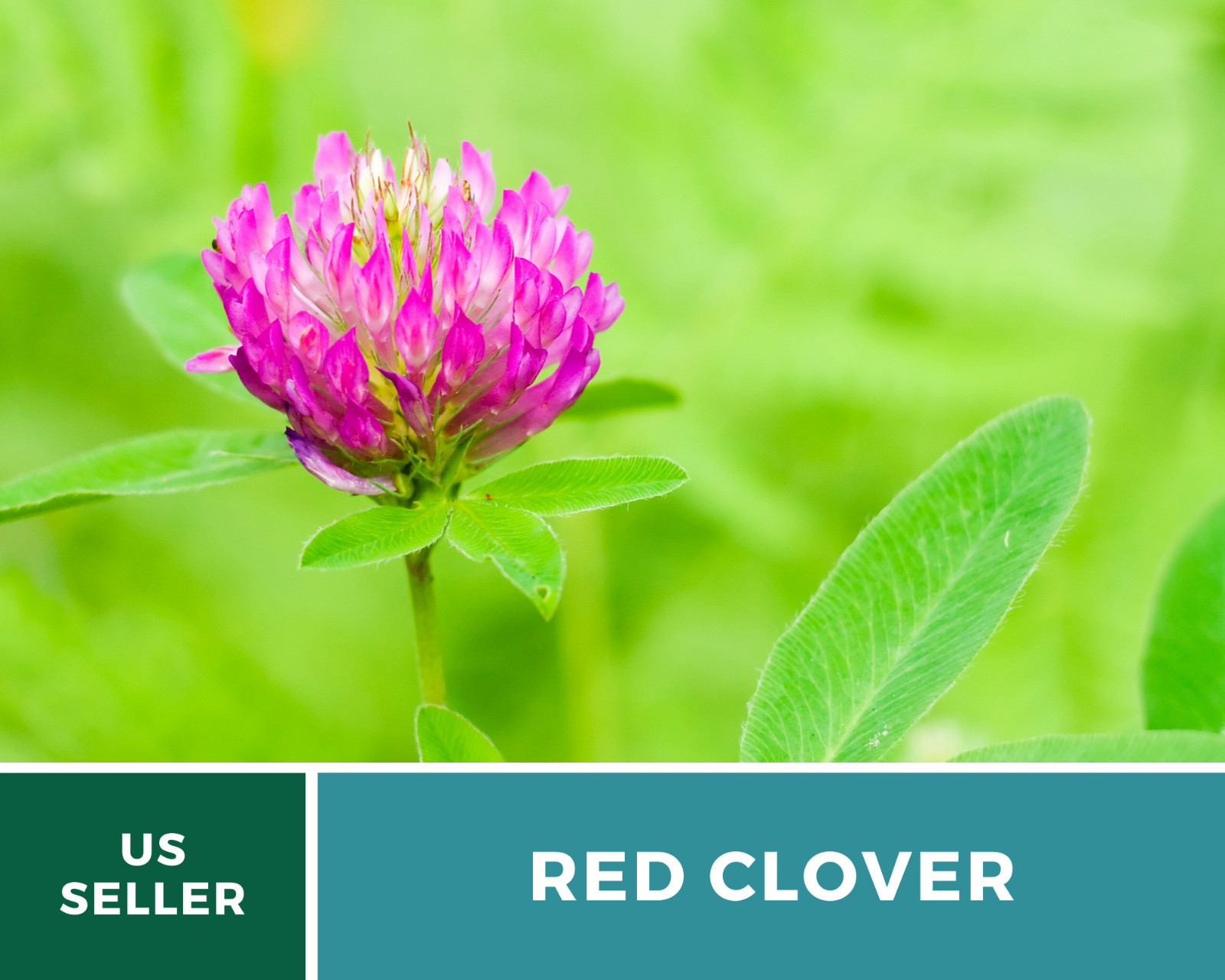 Clover, Red (Trifolium Pratense) Medicinal – 200 Seeds