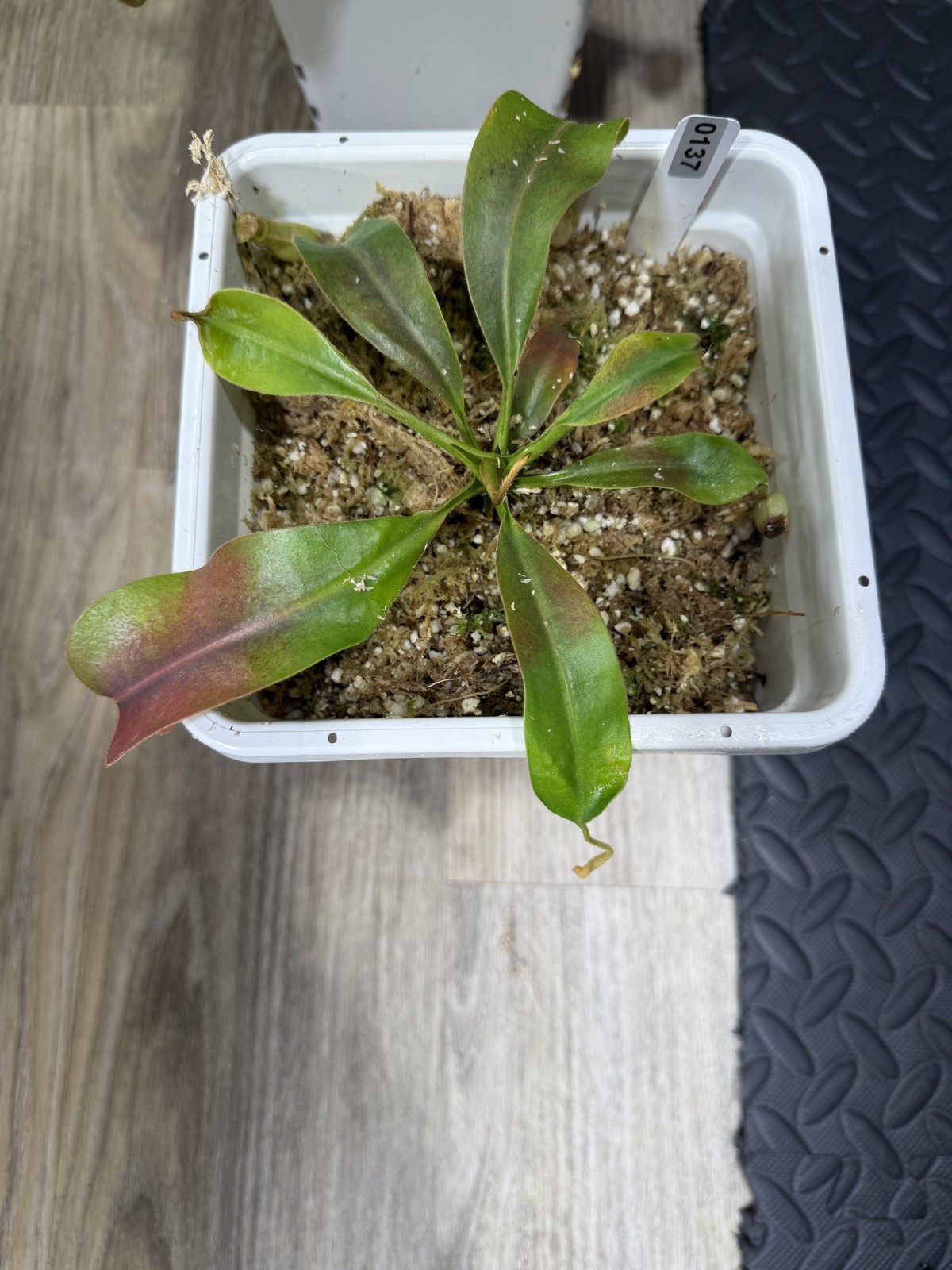 Nepenthes Vetchii Kelabit Highlands x S.O.M. x L.V.B.