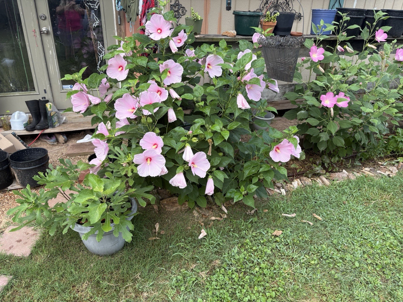 100+ Mixed Pink & White Hibiscus Moscheutos Rose Mallow seeds Free US shipping!
