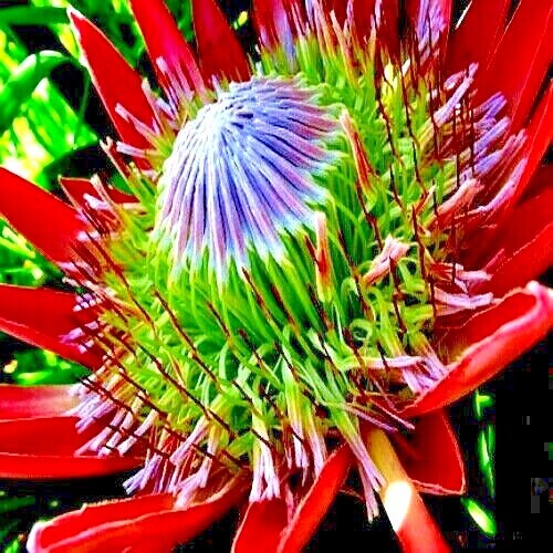 5 KING PROTEA CYNAROIDES SEEDS *GIANT 12″ FLOWERS* Rare Exotic Garden Plant