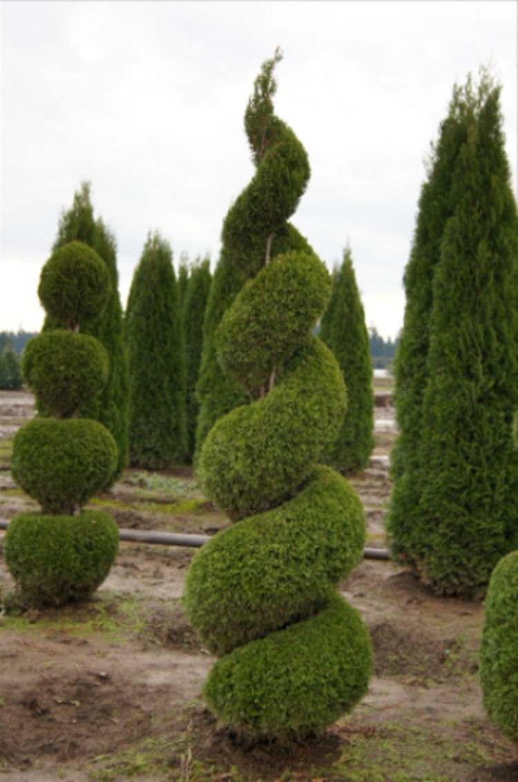 Arborvitaes Shimmering Emeralds Thujas Occidentalis Green Foliage Gardens 4” Pot