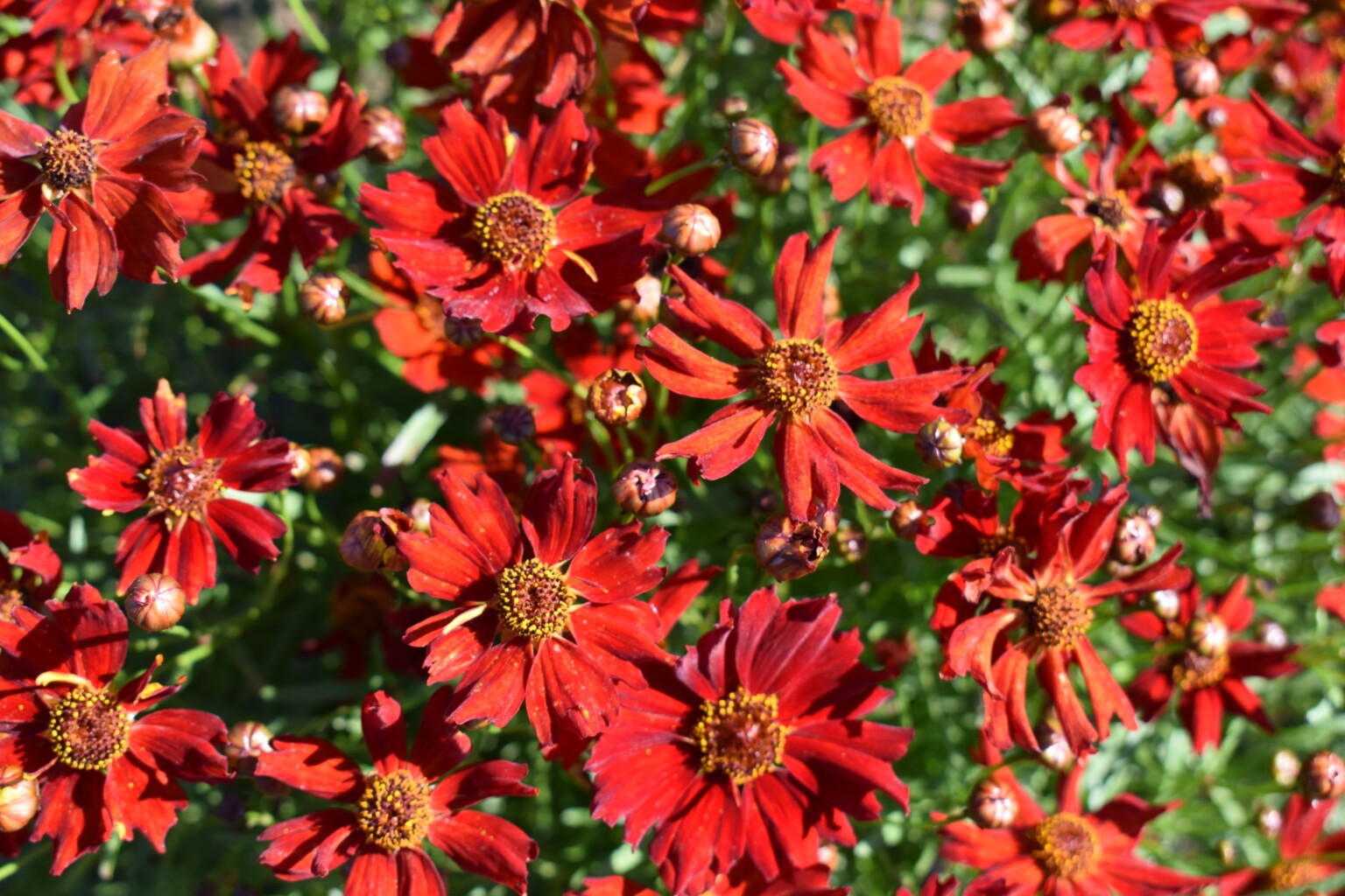 Coreopsis Dwarf Red Plains Seeds 300+ Coreopsis Tinctoria USA FREE S&H ANNUAL